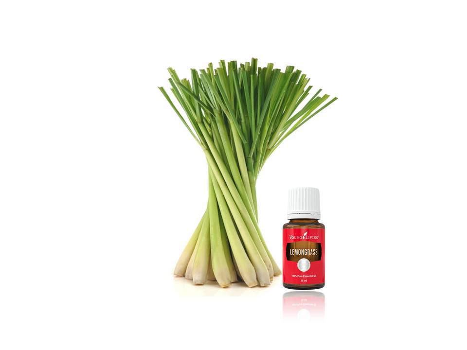 Lemongrass Essential Oils in Food Preservation, Flavor and Safety | Okc